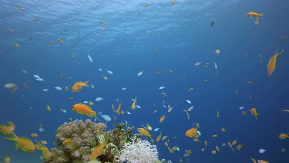 Tropical Fish Coral Reef