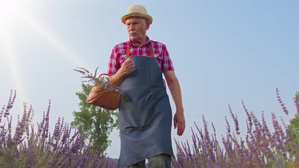 Senior Old Man Grandfather Farmer Growing Lavender Plant in Herb Garden Field Farm Eco Business