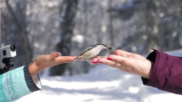 Bird in Women's Hand Eat Seeds