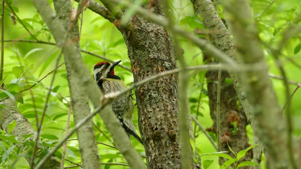 Yellow Bellied Sapsucker Male Feeding from Tree, Looking for Worms, Medium Shot