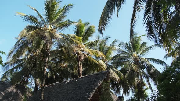 Tropical African Hotel with Thatched Roof Bungalows and Palm Trees Zanzibar