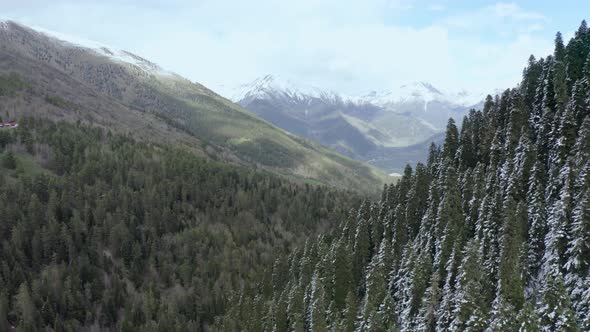 Aerial View at Valley of the Caucasian Forest and Mountains near the Village of Teberda