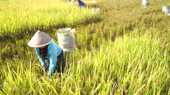 Farmers harvesting rice