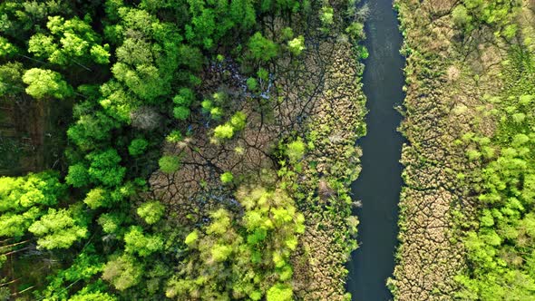 Top view of river and green forest in Poland