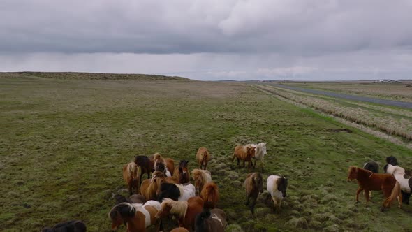 Beautiful Icelandic Horses Running Around in the Field