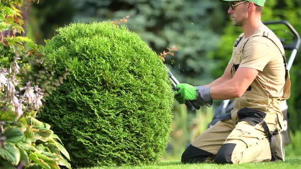 Worker Trimming Round Ball Bushes. 