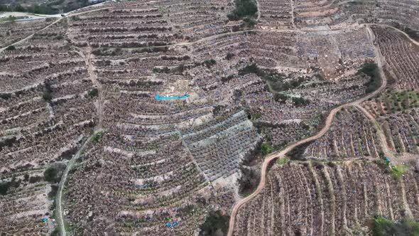 Dry Banana Plantations  4 K Alanya Turkey