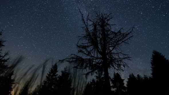 Stars Sky with Milky Way Galaxy over Forest