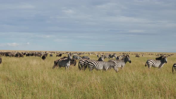 Zebras and Wildebeasts during migration in Africa