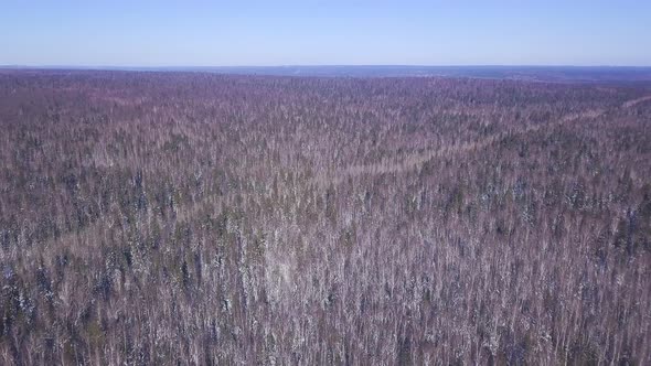 Panorama of wild forest in winter