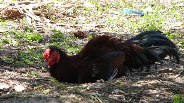 male chicken taking a nap.