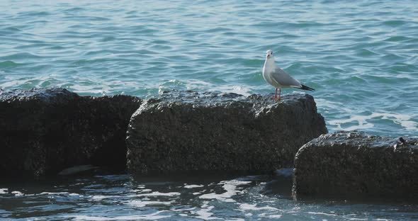 Seagull Sits on Rock. Port of Sochi, Russia. Silhouettes of Seagulls on Rocks and Tranquil Sea Surf.