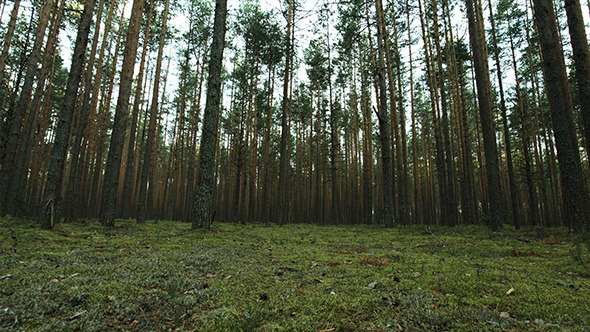 Old Pine Forest
