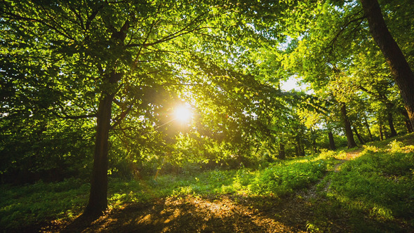 Sun Through the Leaves