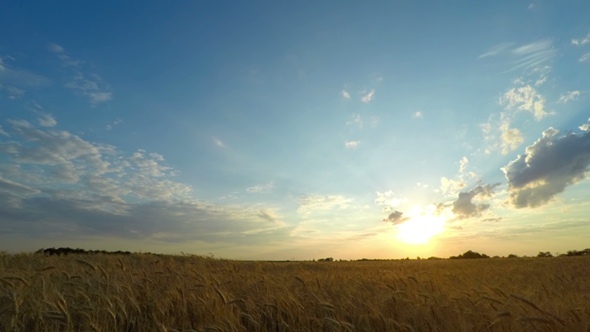 Sunset Sky over a Wheat Field