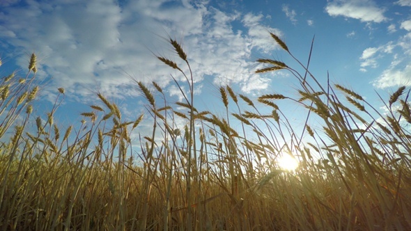 Golden Wheat Field