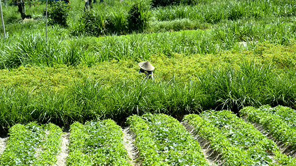 Farm Worker in Field