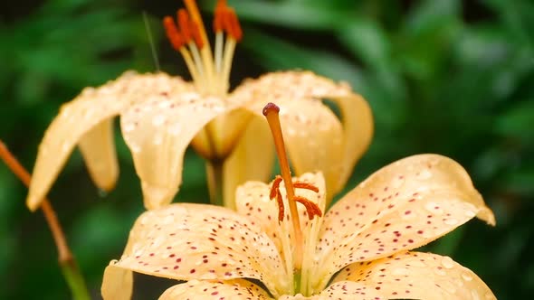 Creamy Lily flower under rain