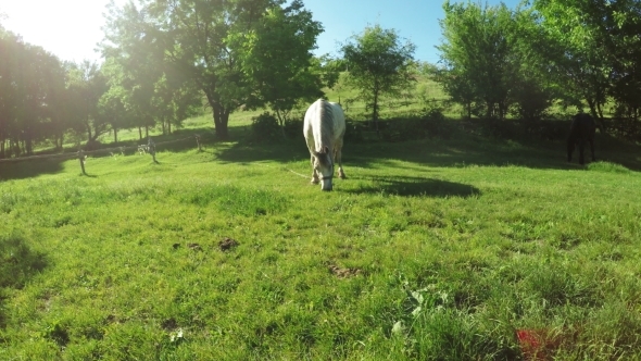 White Horse Grazing