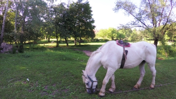 White Horse Grazing