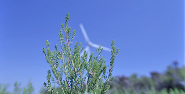 Wind Power