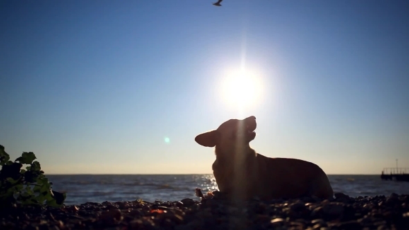 Homeless Dog Eats a Fish On a Sunset Beach At
