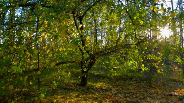 Autumn Forest In The Sunlight.