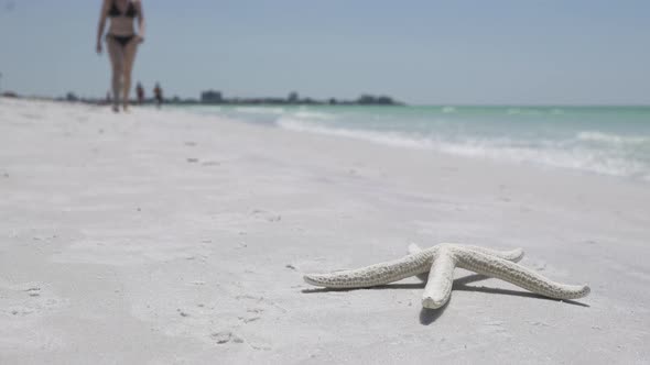Woman Picks Up Starfish From Beach (1 Of 4) alt