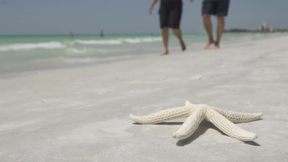 Starfish On The Beach Of A Resort (10 Of 13)