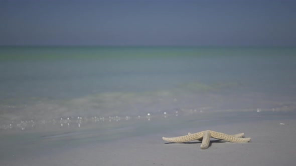 Starfish On The Beach Of A Resort (3 Of 13)
