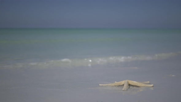 Starfish On The Beach Of A Resort (4 Of 13)