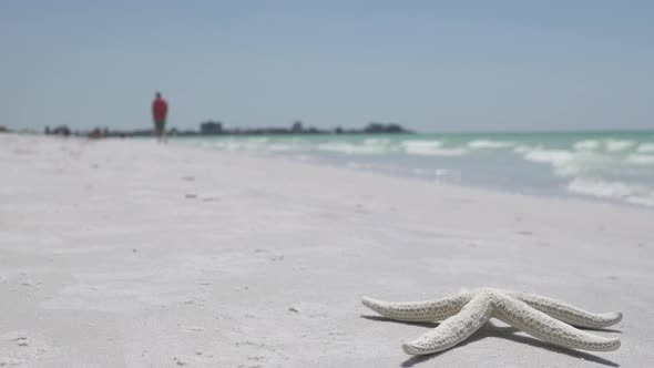 Starfish On The Beach Of A Resort (7 Of 13) alt