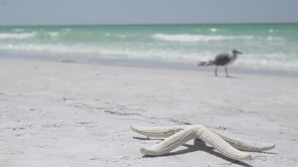 Starfish On The Beach Of A Resort (8 Of 13)