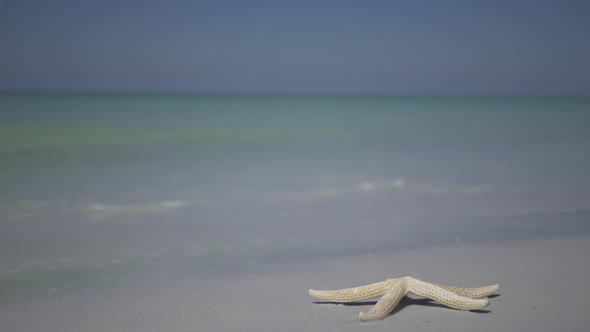 Starfish On The Beach Of A Resort (9 Of 13)