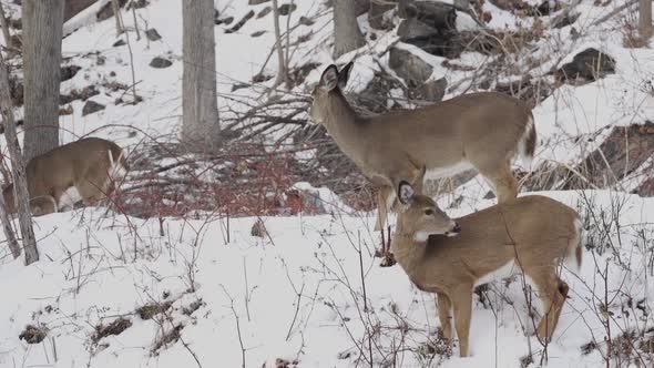 Scenes Of Deer In The Snow (4 Of 4)