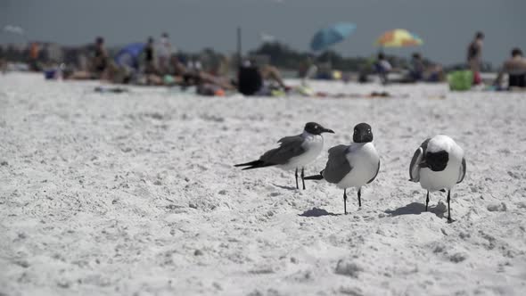 Birds On A Busy Beach (1 Of 13)