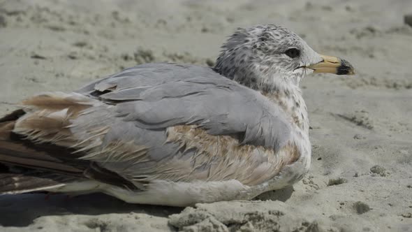 Birds On A Busy Beach (4 Of 13)