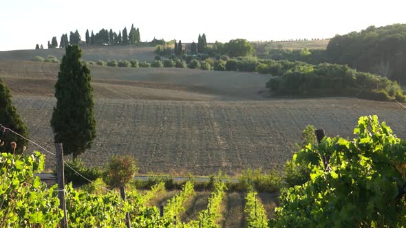 Views Of A Tuscan Vineyard (2 Of 11)