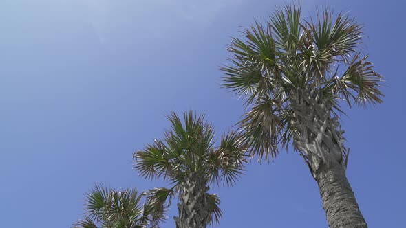 Palm Trees On A Beautiful Sunny Day (2 Of 2)