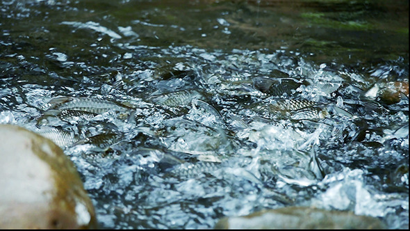 Fishes Swimming Up Stream 02