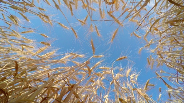 Golden Wheat Ready to be Harvested