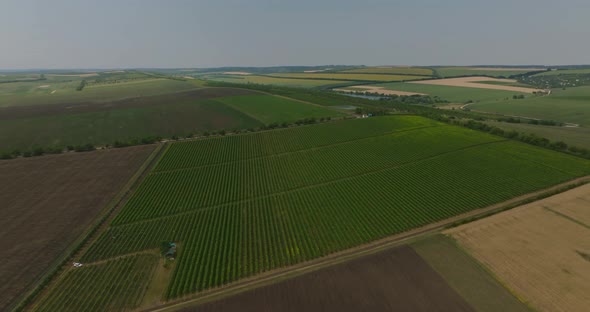 sideways aerial shot of vineyrad with wheat fields and a lake on background