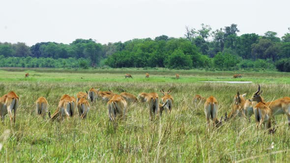 Herd Of Lechwe Grazing On The Grassland In Moremi Game Reserve, Botswana. slow pan right