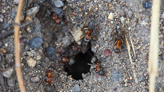 Ants nest. Macro. 2