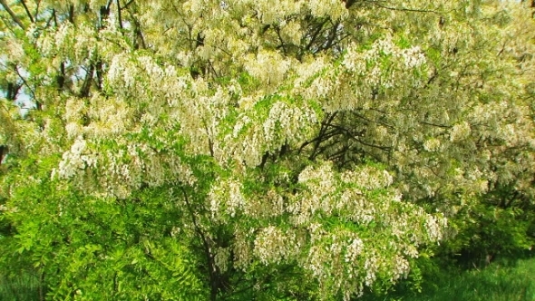 Heavy Branches With  Acacia Blossom Swaying On