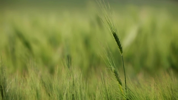 Summer Wheat Crops In Couthern Europe.