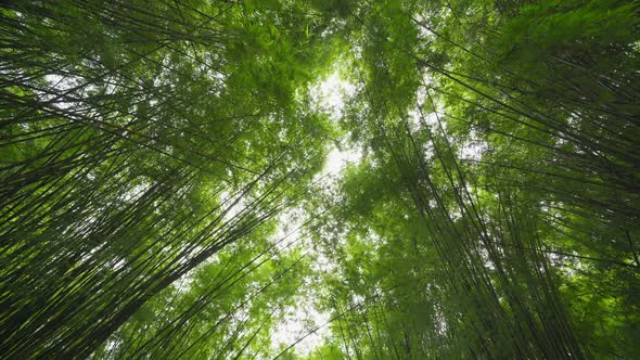 Japanese Bamboo Forest. Tall trees at Arashiyama in travel holidays vacation