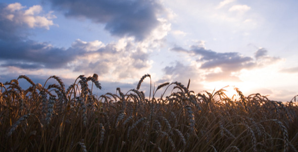 Field of Wheat 3