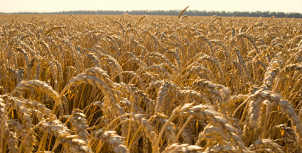 Field of Wheat 4