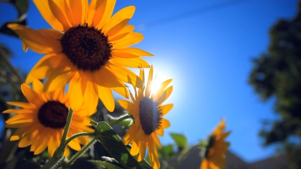 Sunflower Against Blue Sky And Sun Shines Through